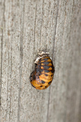 Ladybug pupa on wood