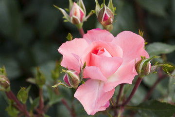 Obraz premium Beautiful pink rose in a garden 