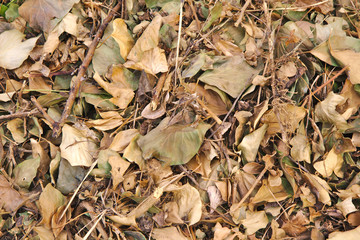 Bed of Autumnal leaves fallen on ground