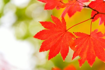 紅葉