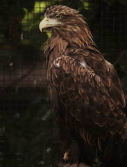 Sitting eagle portrait