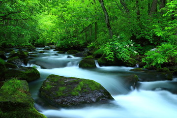 青森県十和田　夏の奥入瀬渓流