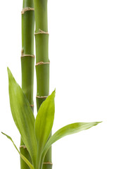 Fototapeta na wymiar Bamboo Plant