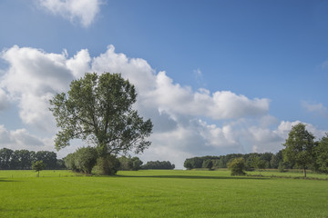 green landscape background