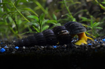 Tylomelania sp. Orange