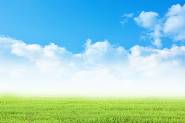 Obraz na płótnie Canvas Background grass and sky