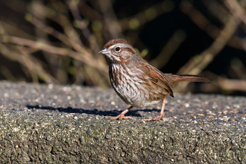 Song Sparrow
