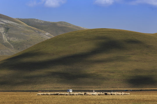 Gregge di pecore al pascolo nel Piangrande di Castelluccio di Norcia
