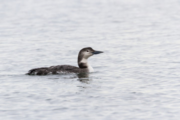 Common Loon