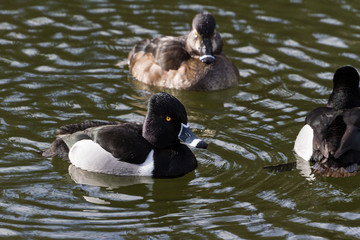 Ring-necked Duck