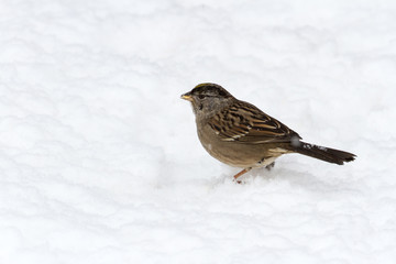 golden crowned sparrow