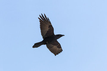 Common Raven