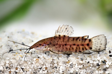 Port Hoplo Catfish Hoplosternum thoracatum aquarium fish 