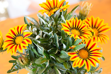 Gazania flower native to South Africa, but found widely in Austr