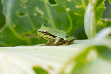 Green frog