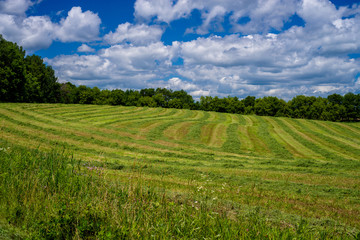 Fototapeta na wymiar cultivated hay, isanti county