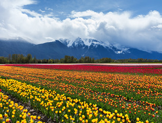 Tulip Field