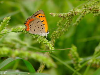 little butterfly in the grass