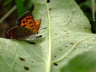 Fototapeta na wymiar little butterfly on the leaf