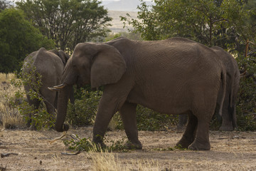 Fototapeta premium Desert-adapted elephant grazing in Damaraland, Namibia. 