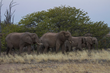 Fototapeta premium Desert-adapted elephant herd grazing in Damaraland, Namibia. 