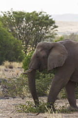 Fototapeta premium Desert-adapted elephant grazing in the woodlands of Damaraland, Namibia. 