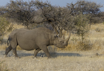 Fototapeta premium Black rhino walking through savannah in Etosha National Park, Namibia. 