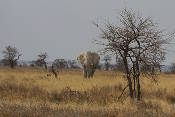 Fototapeta premium Bull African Elephant walking through the savannah in Etosha National Park. He is called a great white ghost because of the clay which covers the body. 