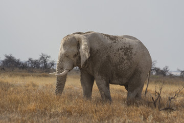 Fototapeta premium Clay coated bull African elephant grazing on the savannah in Etosha National Park, Namibia. Full profile. Known as 