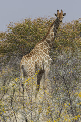 Single giraffe standing in acacia thicket, Etosha National Park, Namibia. 