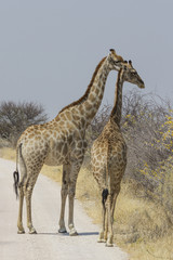 Two giraffe standing in road. Etosha National Park, Namibia. 