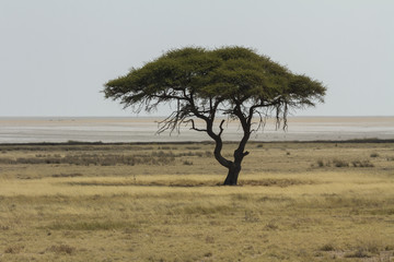 Single camel-thorn acacia on the savannah in Etosha National Park. The Etosha Pan in in the background. 