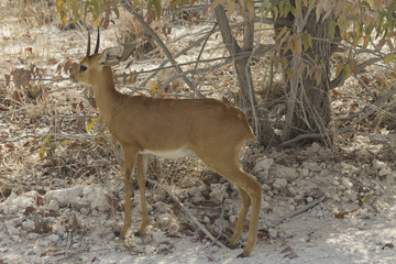 Steenbok, a small antelope, standing in shade of a tree in Etosha National Park, Namibia, Africa