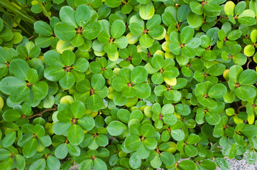 植物の葉 テクスチャー素材