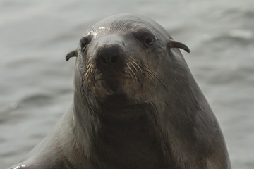 Cape fur seal in Walvis Bay, Namibia. 