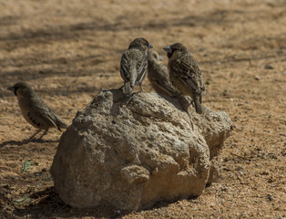 Group of sociable weavers sitting on a rock, near Solitaire, Namibia.