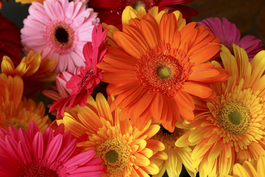 Fototapeta Gerbera Daisies