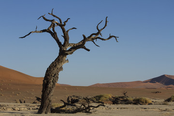 Fototapeta premium Ancient camel-thorn acacia in Deadvlei claypan at Sossousvlei, Namib Desert, Namibia, Africa