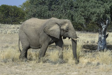Fototapeta na wymiar Desert-adapted elephant grazing in Damaraland, Namibia. 