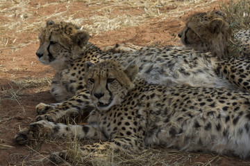 Three cheetah siblings resting in the shade at Okonjima, Namibia. 