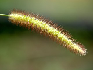 Obraz premium ねこじゃらし