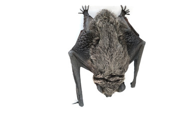 Bat