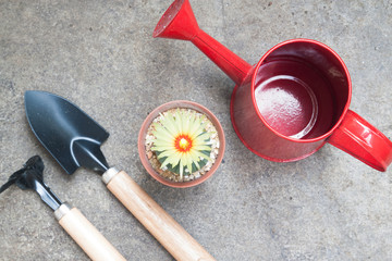 Cactus with blooming flower and garden utensils on concrete back