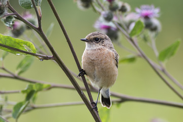 Fledgling stonechat