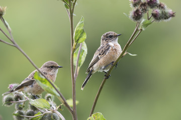 Fledgling stonechat