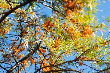 Branch of sea buckthorn berries