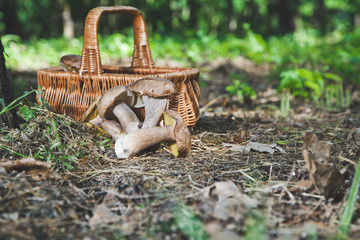 Harvested fresh white mushrooms in a sunny forest
