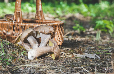 Harvested fresh white mushrooms in a sunny forest