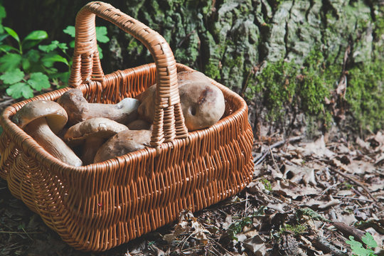Harvested white mushrooms in a wicker basket in the forest