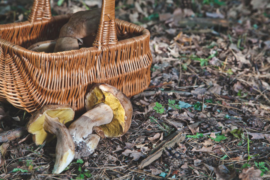 Joy of mushroom picker. Fresh porcini mushrooms in forest.